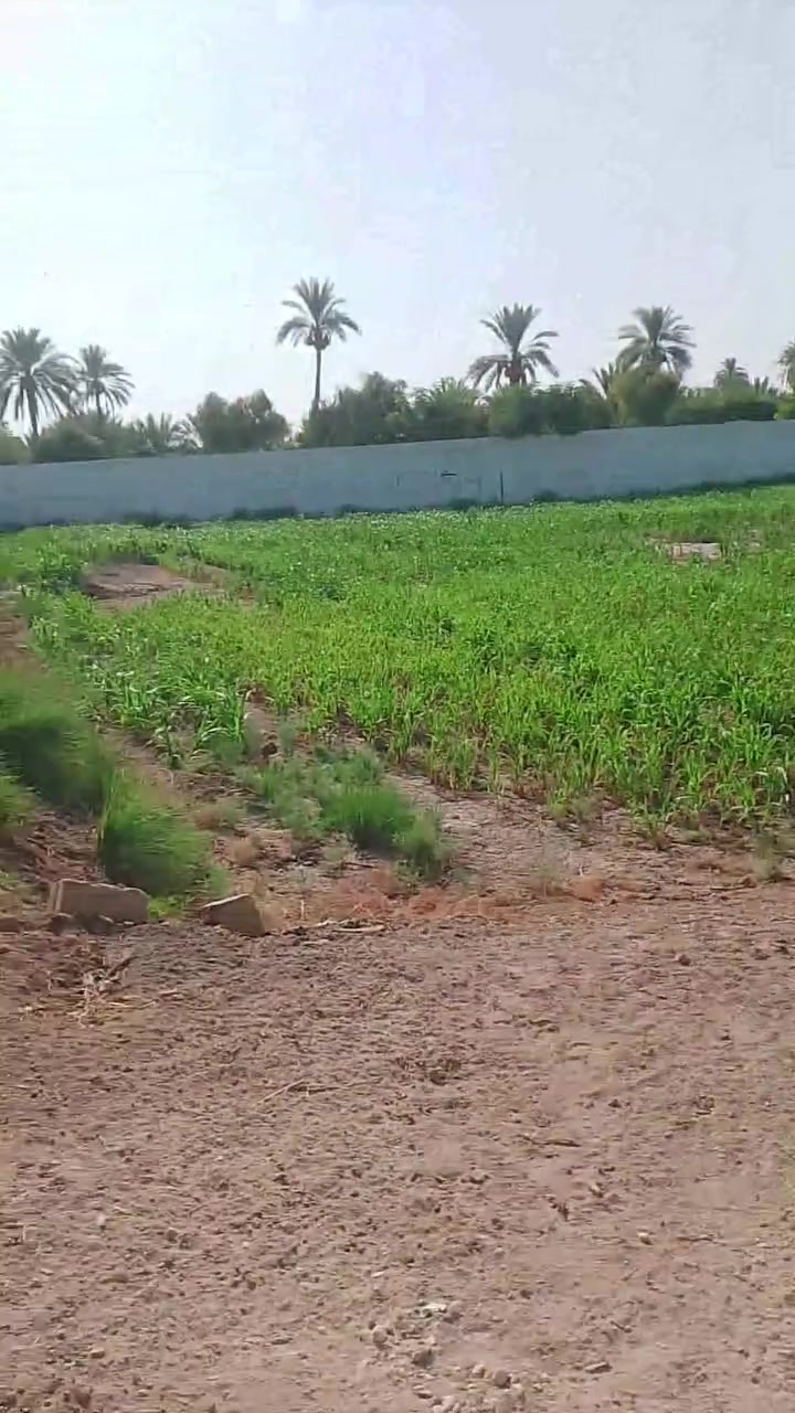 دونم • بساتين عنانة • طابو زراعي