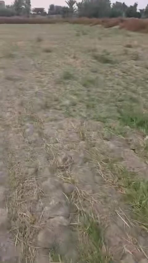 الرميثه • ١٤دونم • طابو صرف