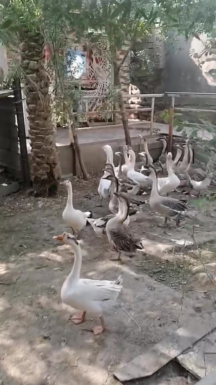 بط كوبره • زوج