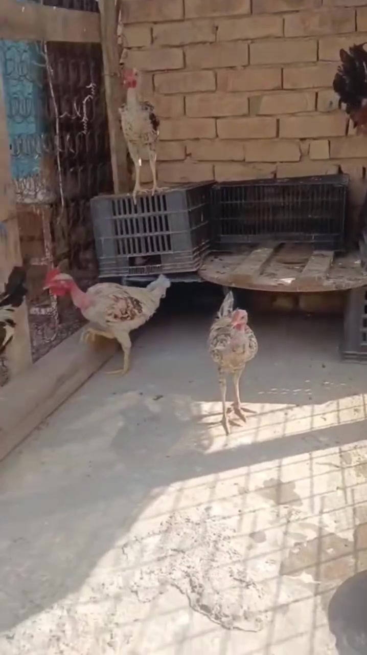دياجه • ٢ ابو رقيبه • ٣ ديوجه