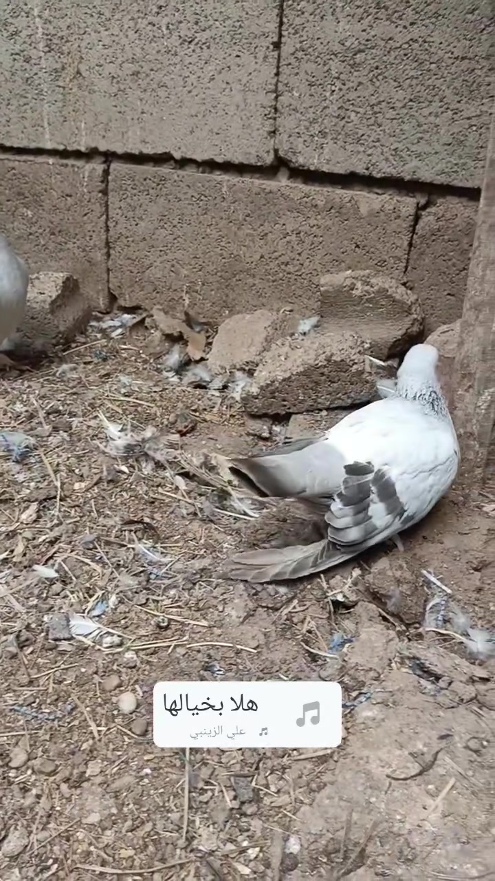 زوج برص • تكريت • حماد شهاب