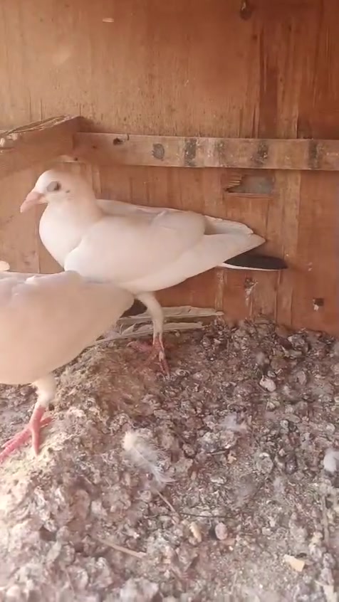 متااح مجموعه طيور 
كركاطيات شلع زوج وتك ٥٠ الف 
فرخات زواجل ١٥ الف 
التار ٢٥ الف 
الهومر ٢٥ الف 
بغداد سبع البور 
***********
