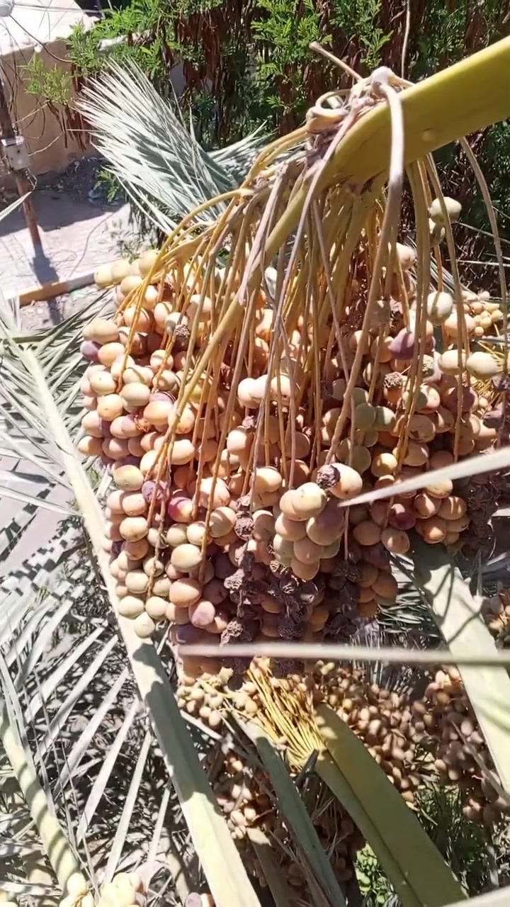 خابرونيي وبل خدمه اني ابو النخل ***********
