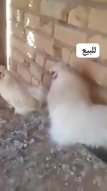 السلام عليكم للبيع ***********
