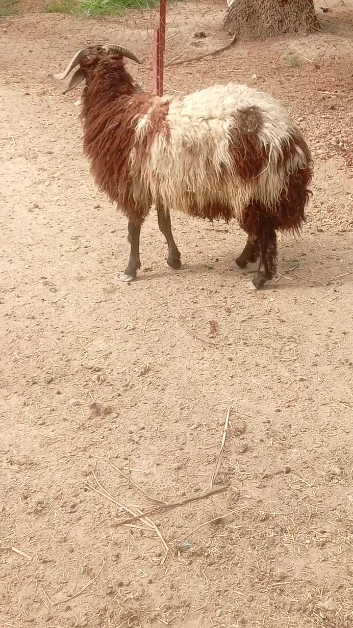 طلي • للبيع • الشيخ حمد