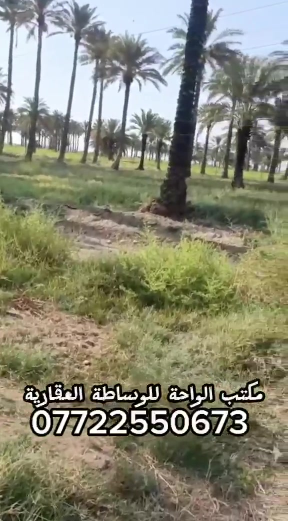 للبيع للبيع
٧ ونص دونم بستان طابو زراعي سند ٢٥ تحويل بسم المشتري ع طابو الخالص ارض درجة اولئ تصلح استثمار او سكن خدمات كاملة ماء سقي وكهرباء وماء اسالة تبعد ٥٠ متر ع الشارع العام التجاري...
العنوان بغداد طريق محمد سكران خان بني سعد قريبة ع بوابة بغداد الراشدية..
للاستفسار مكتب الواحة للوساطة العقارية 
***********
يوجد اتصال وواتساب
