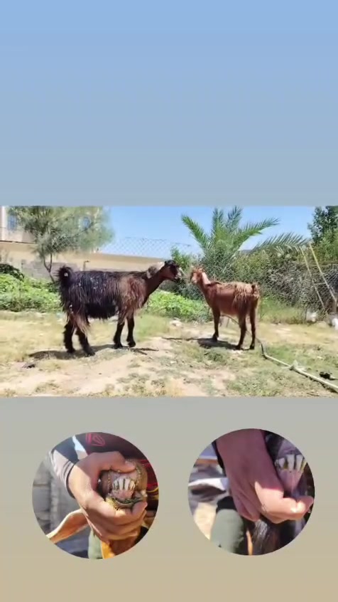 بسم الله تبارك الرحمن ♥
ماشالله يأخوان ليشوف لحلال يذكر الله ويصلي ع نبي 
متاح زوج جذاع لجبات وحليب ومعشرات جذاع فول خشان مال بيت معالفات ماشالله عليهن تبارك الرحمن ♥شرط نصاح سن وشطر وعلاكل عيب سعر زوج«485» مكان الانبار حديثه توصيل موجود حسب لاتفاق «***********»واتساب موجود

