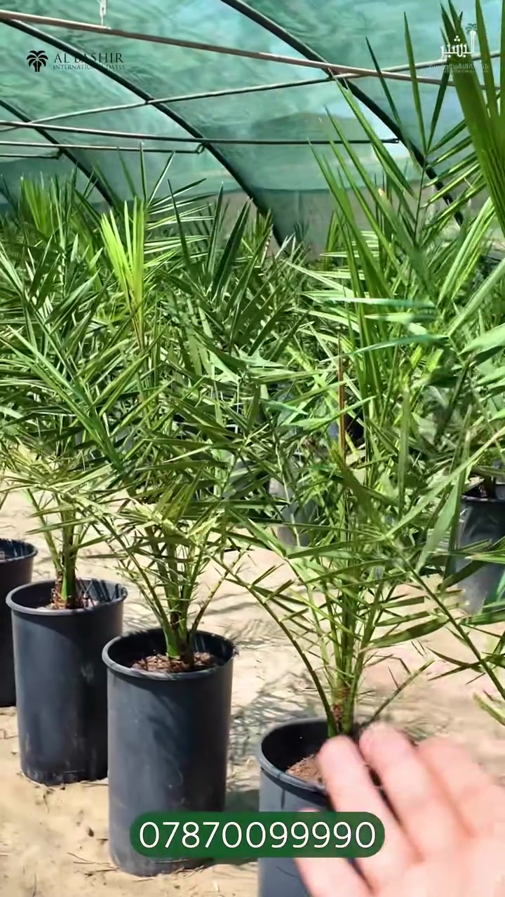🌴 الاستثمار الحقيقي يبدأ من الأرض… والنجاح تصنعه الخبرة.
من الفسيلة تبدأ الحكاية، وبأيدي كادر متخصص وخبرة زراعية متكاملة، تتحول الفكرة إلى مشروع واعد وإنتاج مستدام:
•⁠  ⁠قسم المبيعات النخيل : ***********
•⁠  ⁠قسم المبيعات النخيل : ***********
•⁠  ⁠قسم الاسمده والتوصيل: ***********

الموقع: محافظة بابل، مدينة الحلة، طريق منطقة عوفي.

#البشير_مشروع_وطن  
#شركة_البشير_العالمية
