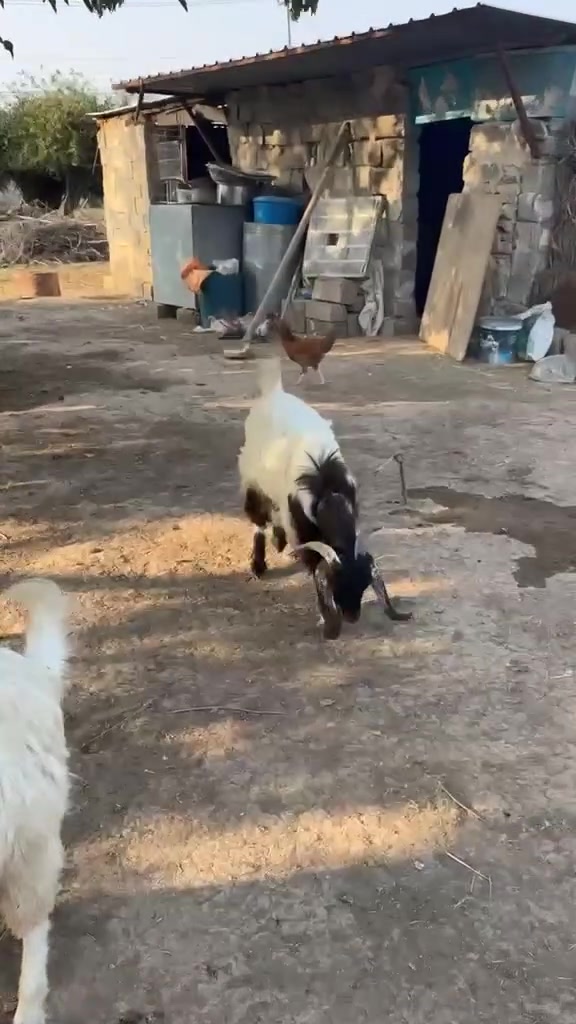 جدايه • ثنين • قابل تفاوض