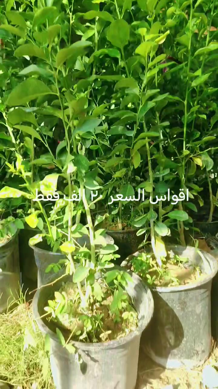 أقواس • مشتل البشائر • الشرقاط