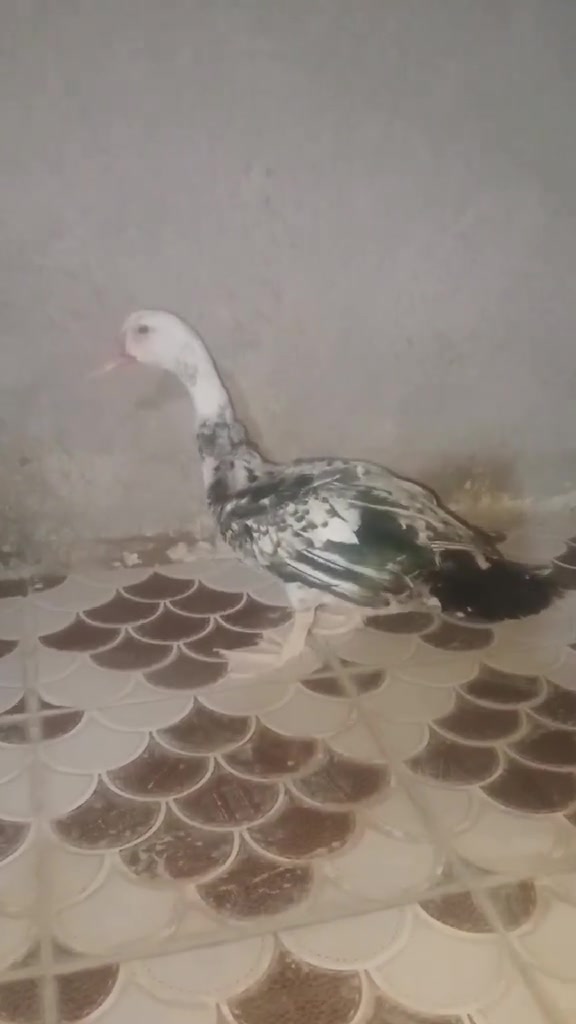 نشر • إعلانين • ديالى القصيرين