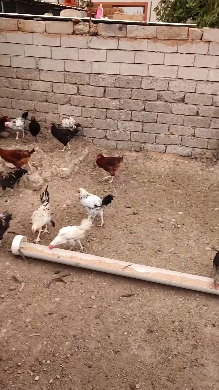٣٥زوج • للبيع • قرية عمركان