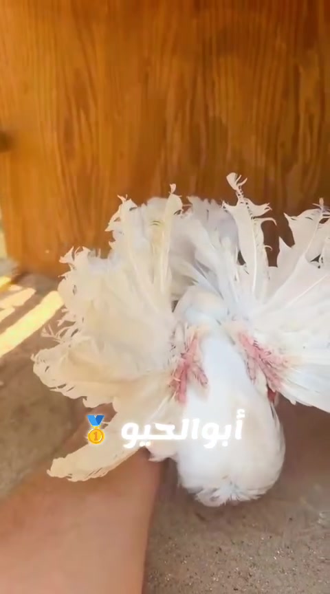 متاح زوج كرانكو عمرهن2026العنوان بصره قبله حي الشهداء رقم الهاتف ***********
