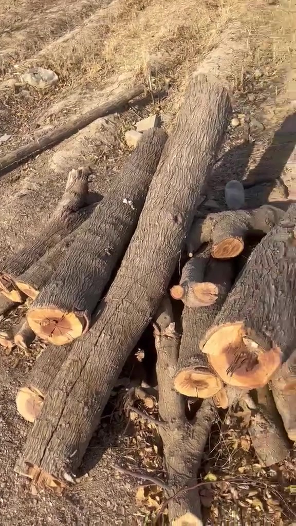 السلام عليكم حطب للبيع يابس فول حطب ناعم وخشن ***********
