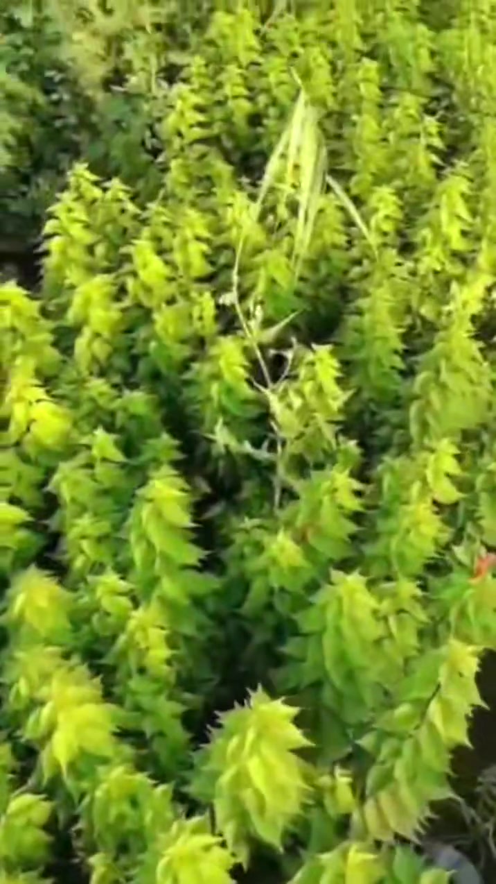 السلام عليكم ورحمة وبركاته
يتوفر لدينا جميع أنواع النباتات 
ورود 🌹 جوري وسلطاني عراقي
ياس جهنمي قزمي
جهنمي متسلق كاسيه افريقيه
لبيزه تين بني مسلم و تين تركي اصفر 
العنوان ديالى الخالص 
التواصل:  ***********
***********
