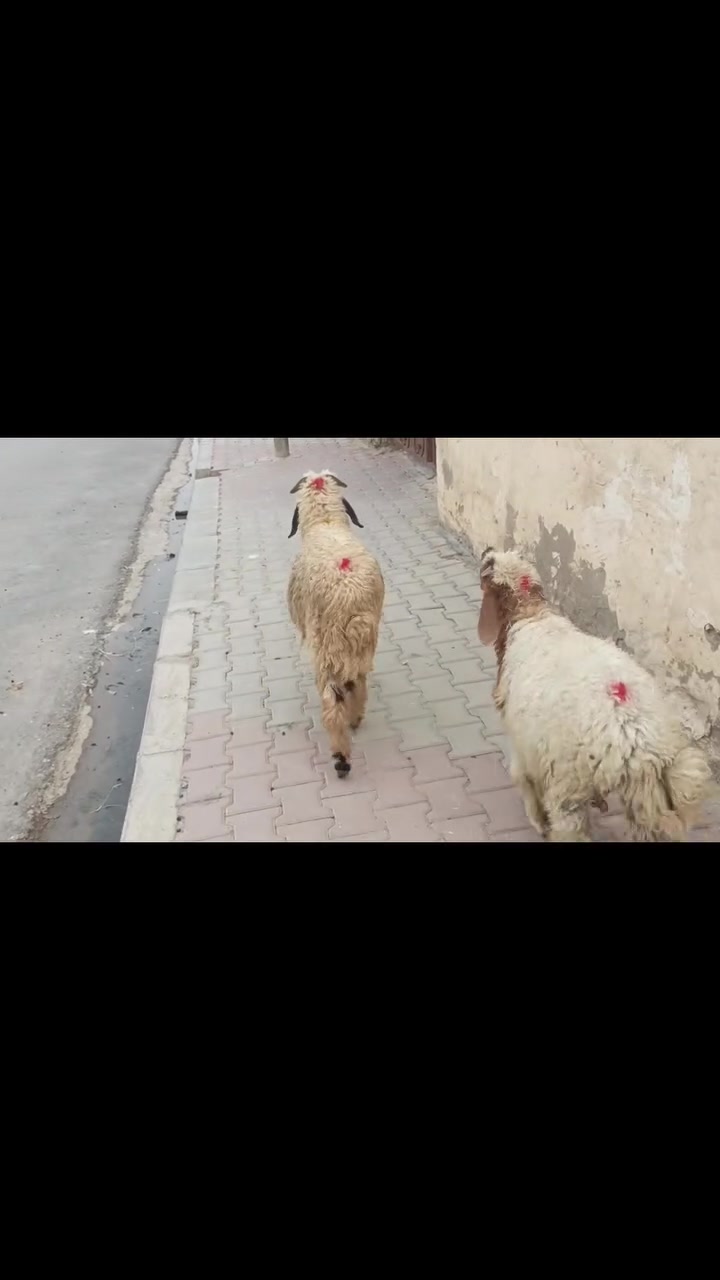 طليان ناصحات • ملقحات • بيجي حي العصري
