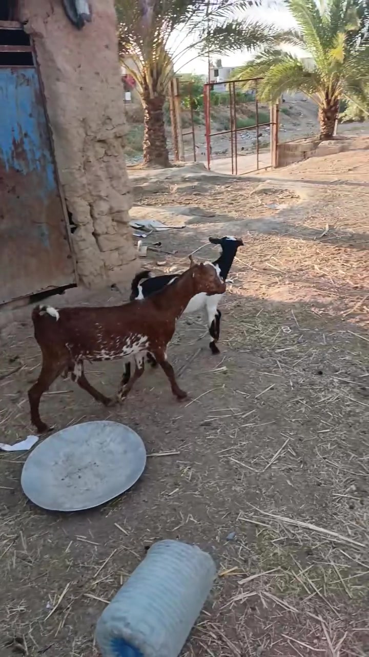 بسم الله ، متاح جدي وصخلة تضريب صلالي درجه أولى على كل عيب مكانهن العلم الشراي يتصل ويتدلل ***********

