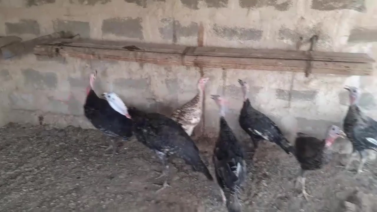 يوجد فسيفس العدد 8 ذكور 3 والنثايه 5 العمر 7 اشهر ماخذات جميع اللقاحات صحه فول ابيعهن شلع السعر 200 الف رقم الهاتف *********** المكان بغداد التاجي يوجد توصيل على المشتري
