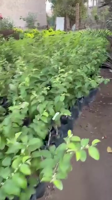سدر تفاحي • بصراوي • بابل طفيل
