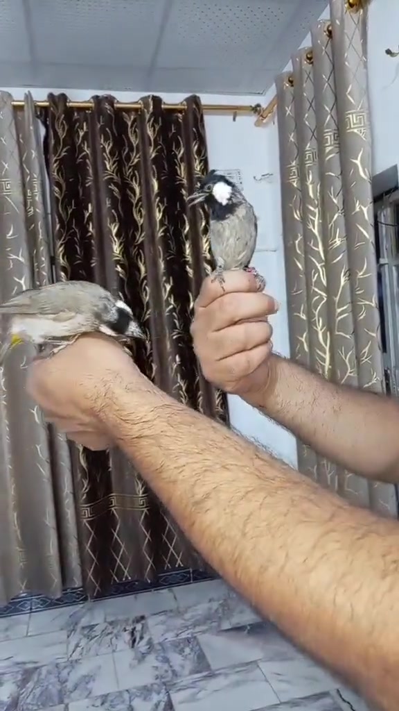 حله • حي العسكري • قرب المصطفى
