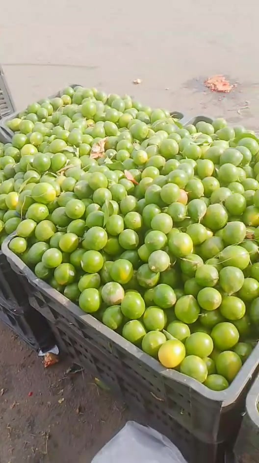 بدون وصف • فئة غير محددة