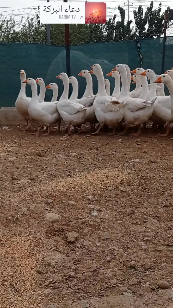 كمامات غاز • أصلية • سيد صادق