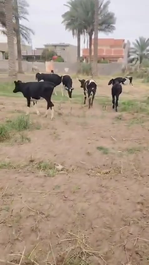 مواشي • عجل • ٦ راس