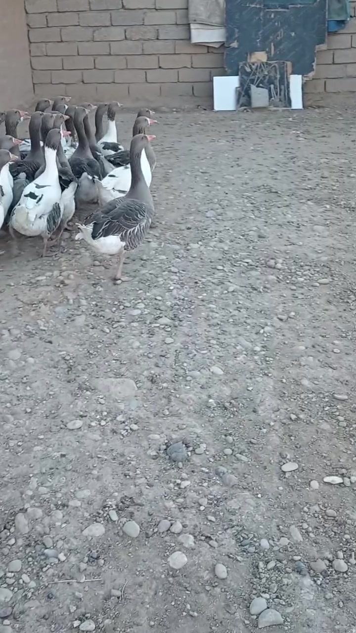 غازات • قرية العباس