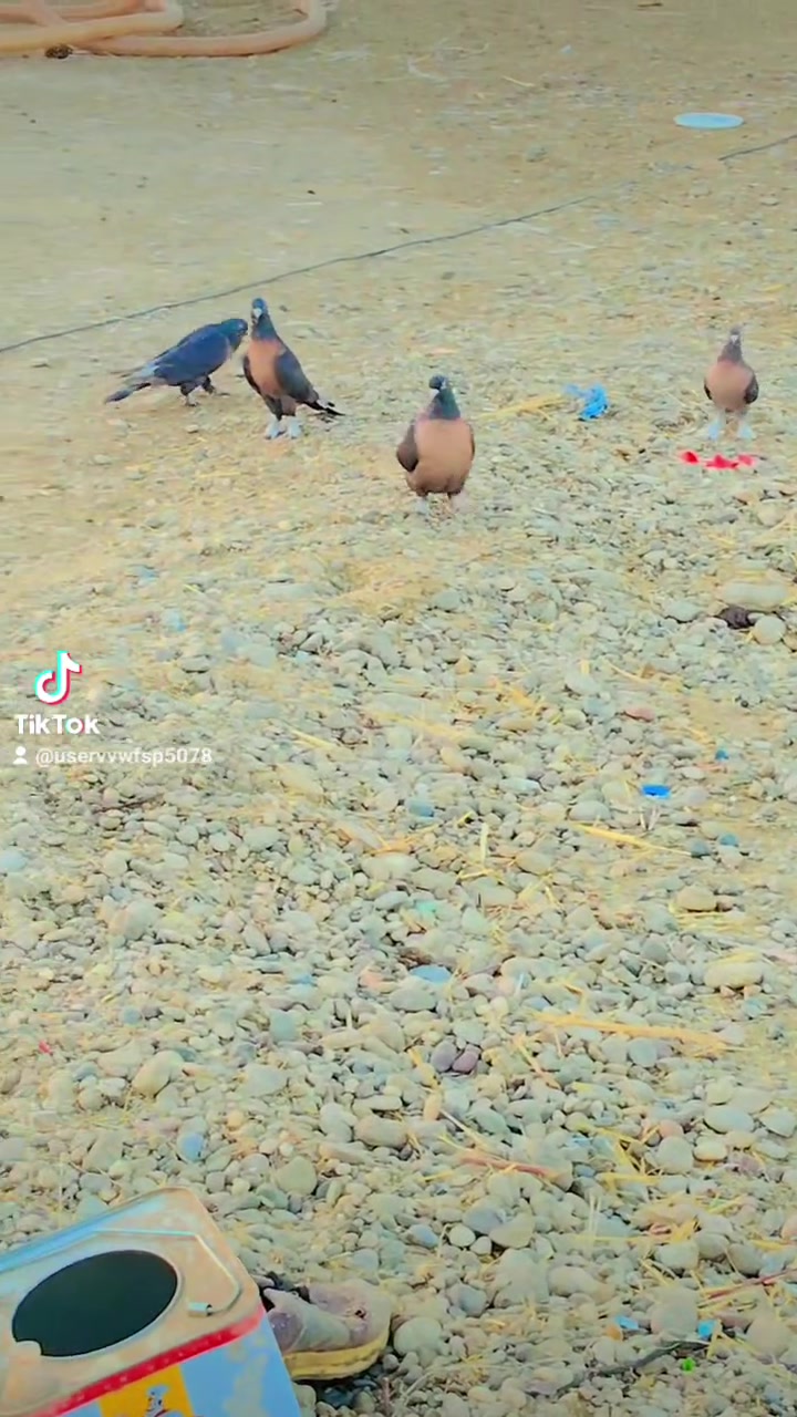 شمعي للبيع ***********
