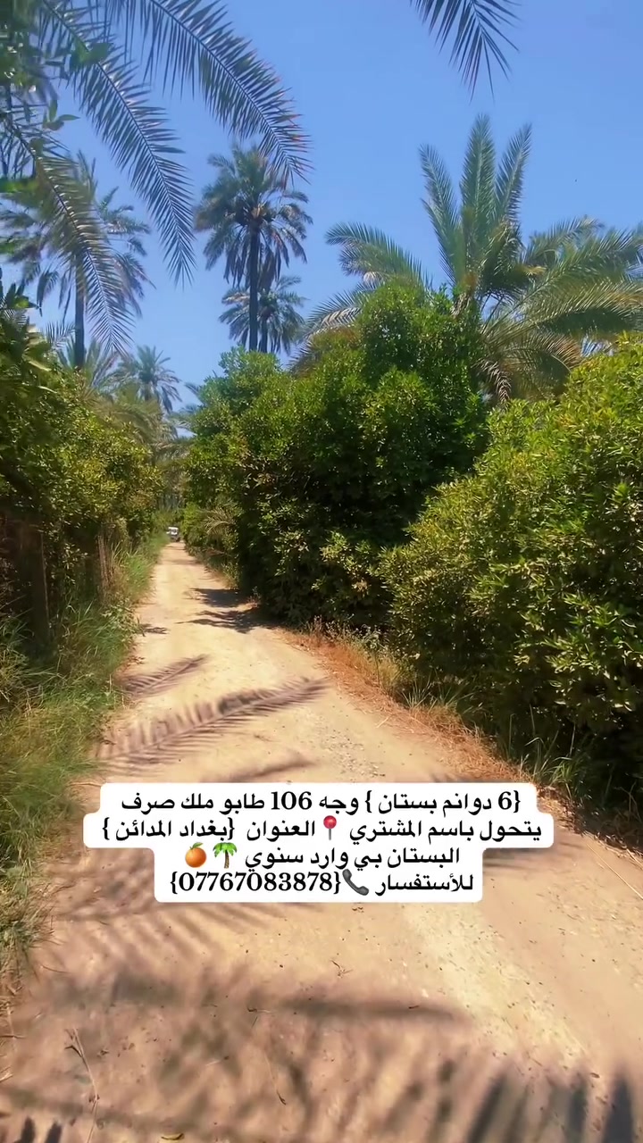٦ دوانم • طابو صرف • حمضيات نخيل