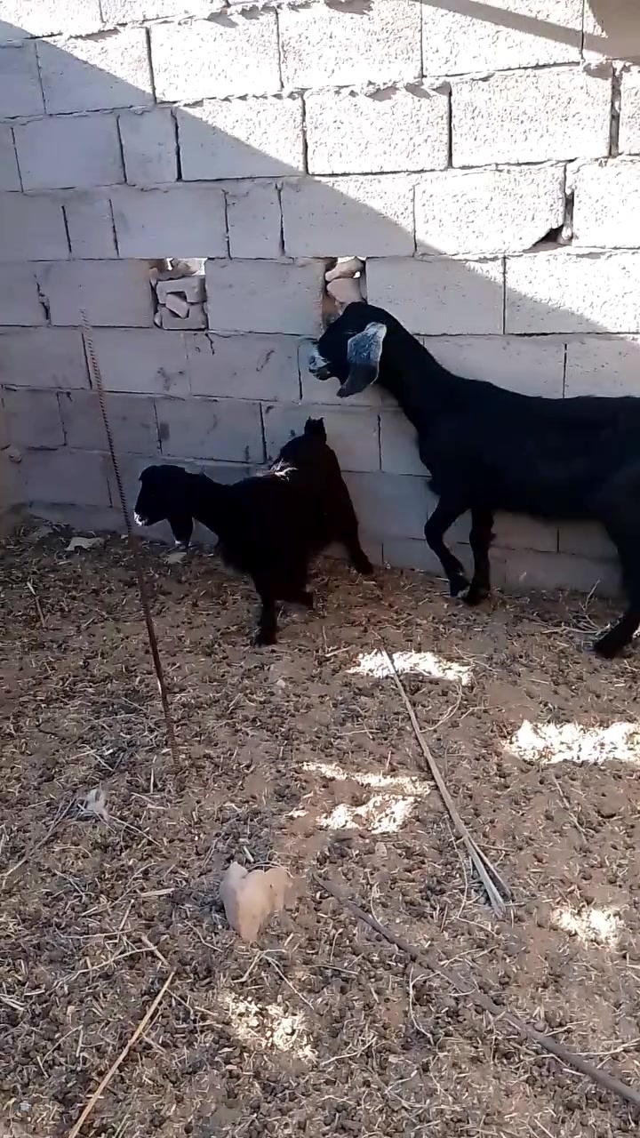 ( بسم الله ماشاء الله ) متاح عنز مطفل وراها توم جدايا حلوات عنز بعدها جذعه ام ثاني بطن خشنه وحلوه ماشاء الله عليها مال جنيه عنز سن وشطر وشرط النصاح السعر 510 يوجد توصيل حسب الاتفاق 
المكان الانبار حديثه 
الشراي يتفضل خاص او يتصل ***********
