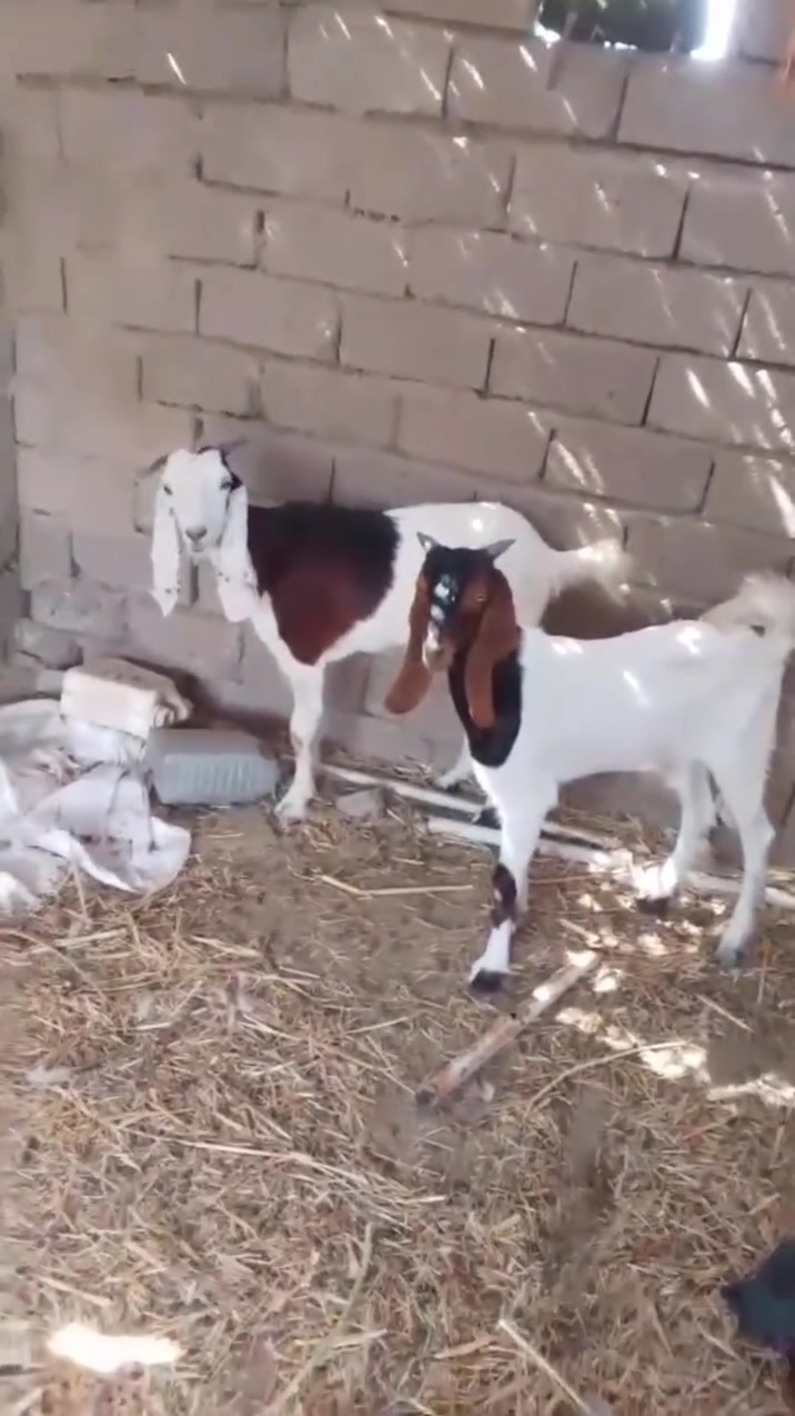 نثيه • ذكر • الشطره