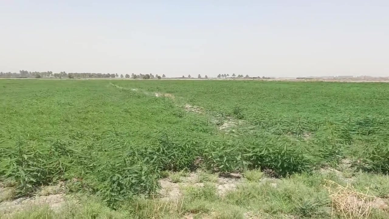 البيع 45 دونم طابو سند 25 بغداد سبع البور منطقت المصالحه وطجاج ***********
