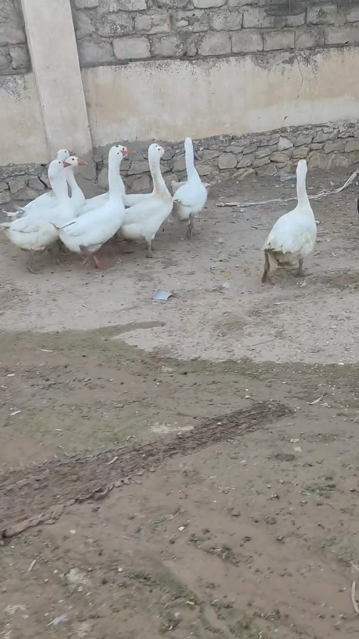 شاميات • للبيع • الشاري يتصل
