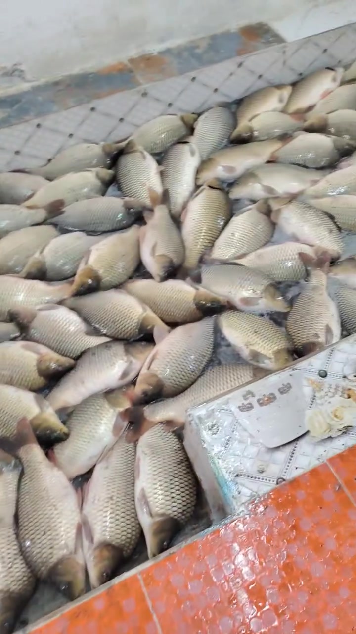 سمج حييي الكيلو ب 4500 لا تعاملني ودين ماكوو اذا اعطس اخسرر الموقع قرية ام المناسيس يم اسواق الجود سمج مال منطقتنه واكلنه *********** واتحده احد يبيع بهيج سعرر
