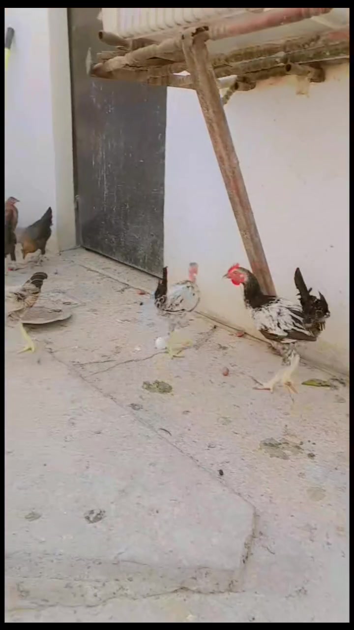 فراريج عرب • للبيع