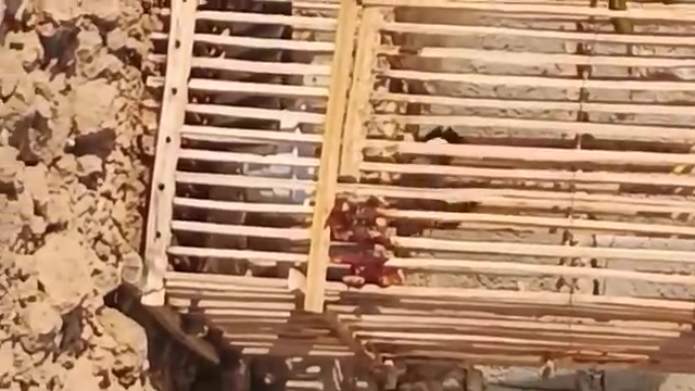 تك بلبل • فحل • كنعان عرب