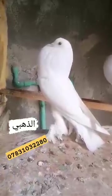 السلام عليكم ورحمه الله وبركاته اعزائي المتابعين 🌷
نشرحلكم اليوم عن علاج فلور باز قاهر التنفسيه.
فلور باز  من المضادات الحيوية ذات التأثير الواسع الطيف و بالتالي يستخدم لعلاج الحالات التالية:
⭐ الاصابة بالتهابات الجهاز الهضمي و الجهاز التنفسي.
⭐ مرض الرشح المزمن (CRD).
⭐ التهابات الامعاء المختلفة.
⭐ الاسهالات الجرثومية.
⭐ حالات التهاب كيس المح.
⭐ التهاب السرة.
⭐ التهابات البريتون.
⭐ التهاب الامعاء النخري . 
⭐ التهابات الجيوب.
⭐ التهابات الرئة و الممرات التنفسية . 
⭐ يعالج مرض المايكوبلازما اتتفاخ العيون ودموع العين . 
🛡️ طريقه الاستخدام 🐔
في بدايه الامر يعزل الطائر بعيدا عن التيارات الهوائيه والرطوبه واعطاء فيتامين سي مع براسيتول بالماء ١ غم بلتر من الماء والقيام بتغييره يوميا . وعند امتناع المصاب عن الاكل يجب وضع الاكل بالفم بكميات صغيره تدريجيا . 
الكتاكيت قطره بالفم كل 12 ساعه 
 في حال ورم او دموع العين يعطى قطره بالفم وقطره في كل عين كل 12 ساعه 
------------------------------------------
الفروج ٣ قطرات بالفم كل 12 ساعه 
في حال ورم او دموع العين يعطى 3 قطرات بالفم وقطره في كل عين كل 12 ساعه .
------------------------------------------
الامهات ٥ قطرات بالفم كل 12 ساعه 
في حال ورم او دموع العين يعطى 5 قطرات بالفم وقطرة في كل عين كل 12 ساعه 
------------------------------------------
مده الكورس 5 ايام
تنشيف العين في حاله الدموع قبل استخدام العلاج 
يعالج الحاله في بدايتها 
طريقه الحفظ في مكان بارد درجه ٢٥ مئويه .
يوزع على شكل قطارات ٥٠ مل 
المكان🌍 #الرميثه رقم📞 ***********

نص مكتوب في الصور:
- *********** الذهبي