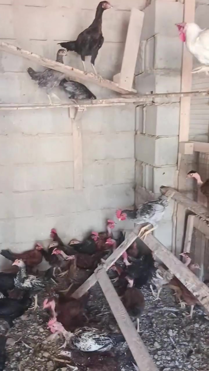 فراريج • ٥٥ قطعة • وجه بياض