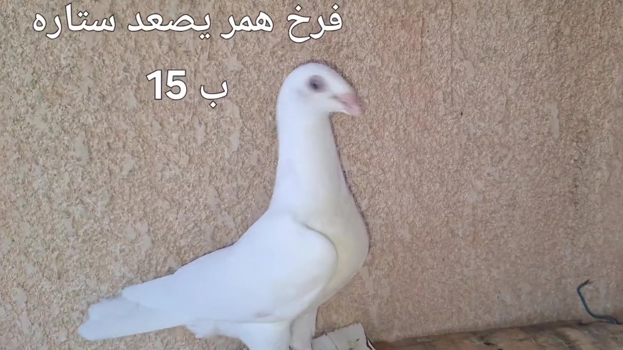 تكريت القادسية قطعه 500
***********
