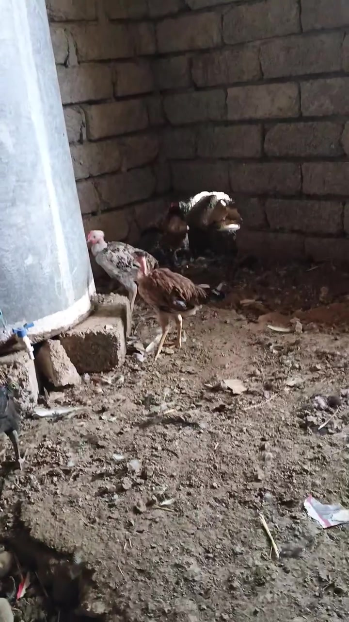 فراريج • شلّع ومفرد • ٢٨