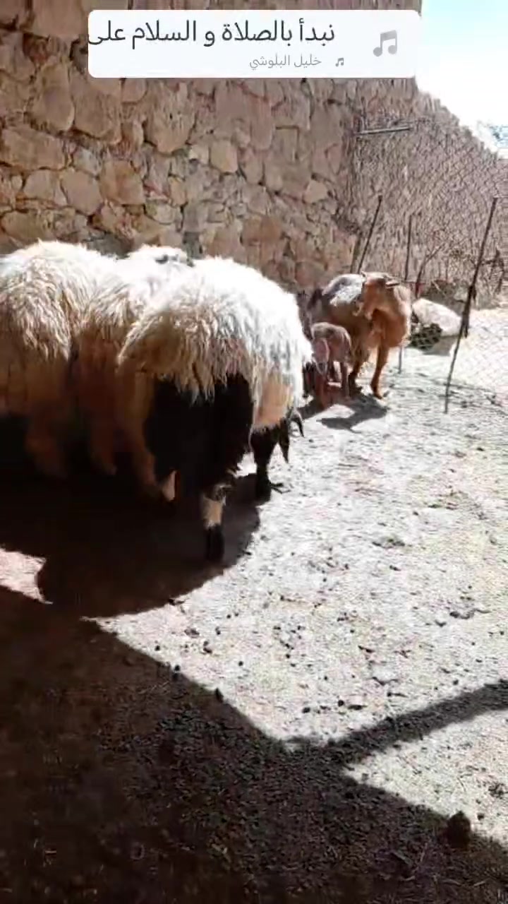 متاح  ٤ طليان سمان حلو كلشي ترهم شرط نصاح سعر زوج ٨٠٠ مكان حديثه بروانه سنجك يوجد توصيل البغدادي هيت حسب لاتفاق ***********
