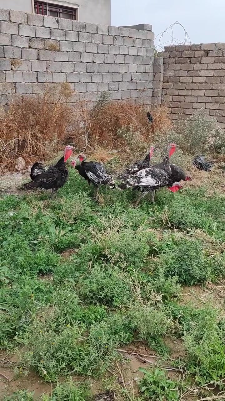 بصرة • ٨ تكات • ٧ ديوك
