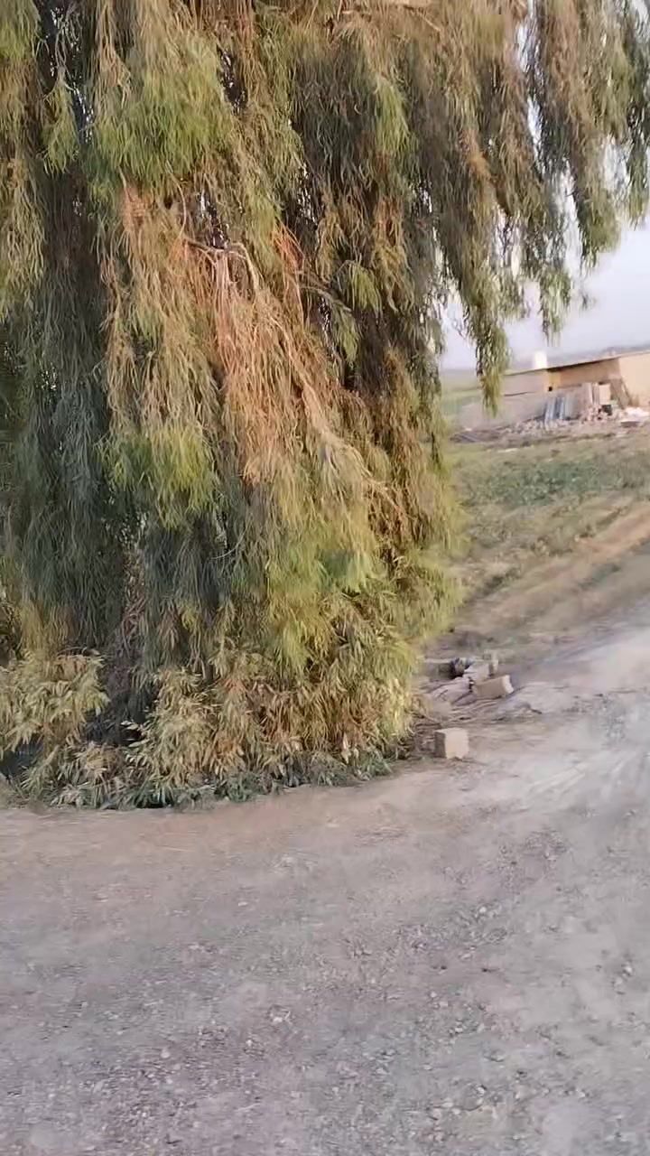 ٣ دوانم ونص • أبو غريب الزيدان • ماء سقي