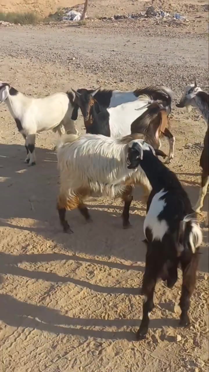 اللهم صلي على محمد
جدايه عدد 9 خشانه  فول شرط النصاح وعلى كل عيب كلشي يرهمن ربط ذبح جنيه بكيف الشراي عنوان حديثة الخفاجيه للستفسار اتصل وتدلل ***********
