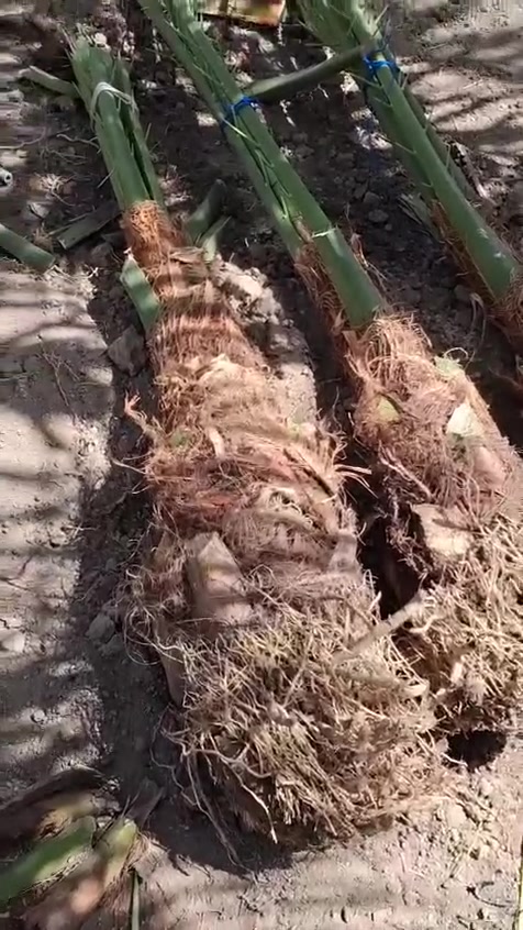 سلام عليكم ورحمه الله وبركاته ٣افراخ نخيل البرحي الحر الأصل احجام خشنه وخير من الله والعنوان قضاء لمدينه ***********
