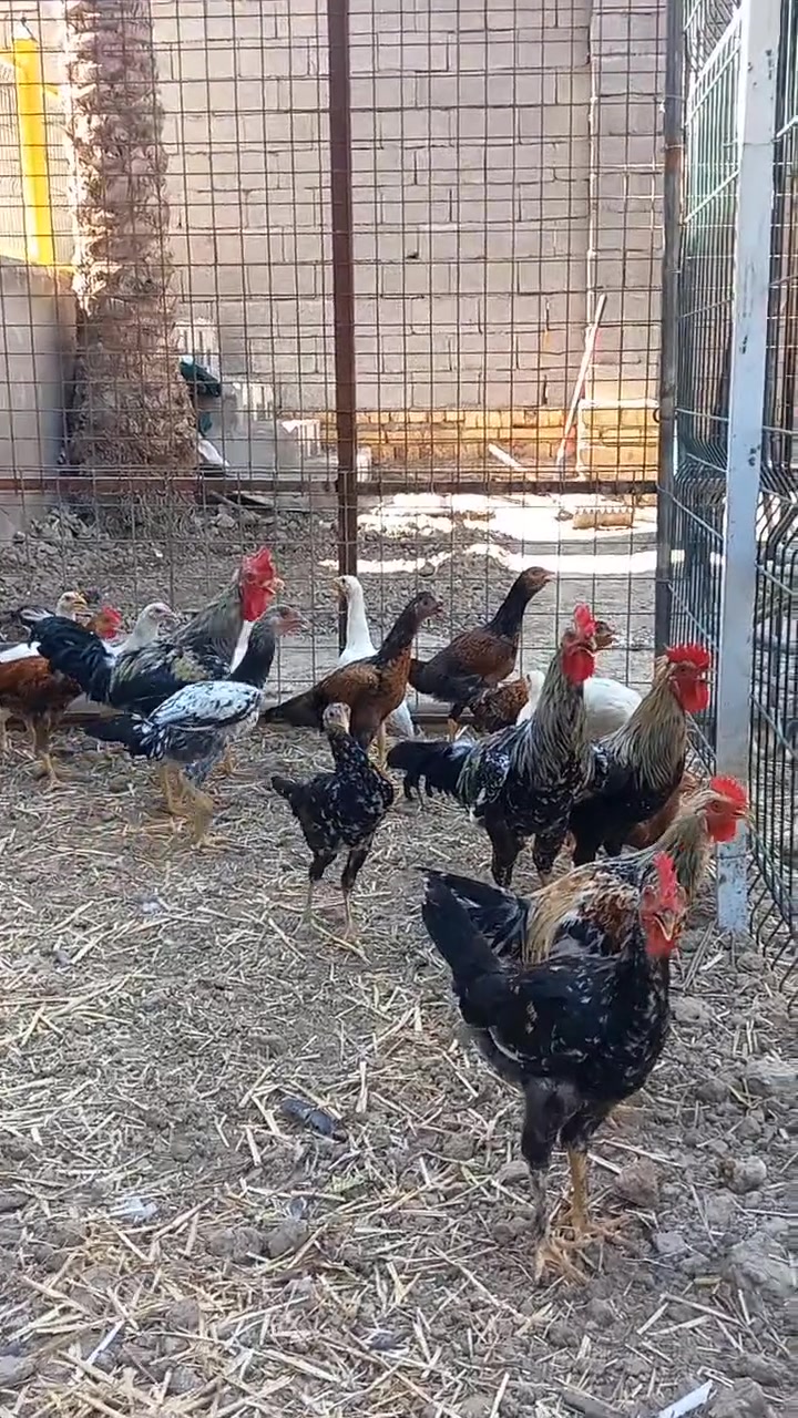 للبيع كوت حي الحكيم سعر القطعه ٧٥٠٠ للاتصال
***********
