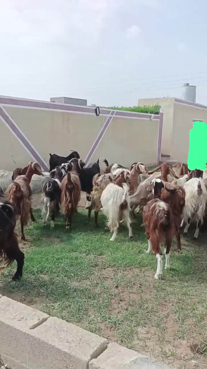 للبيع • مكلف بالنشر