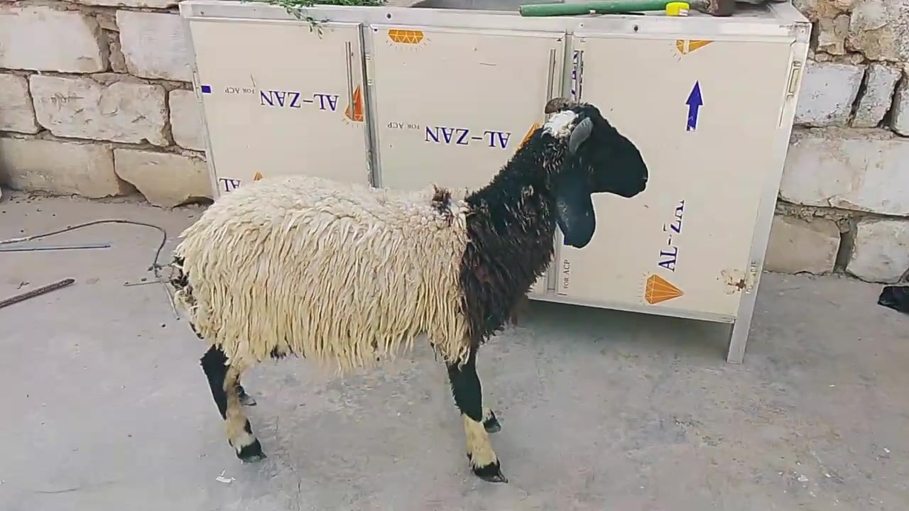 طلي • كربلاء الحسينية