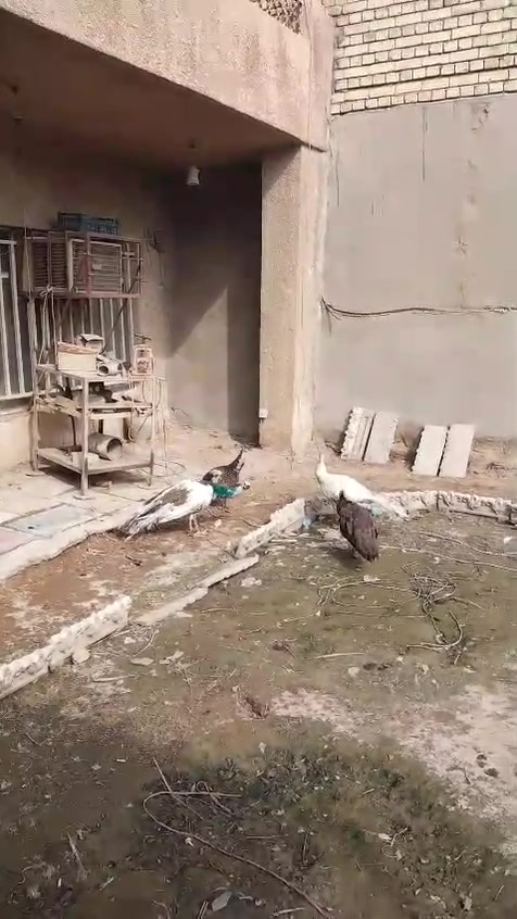 بغداد المشتل • فحل ابيض • ٤ بيضات